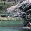水面桜