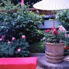 peony③