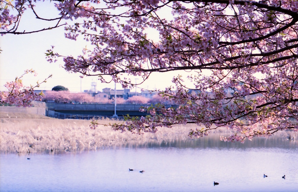 三浦⑤