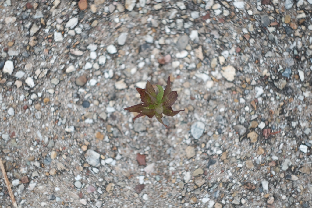 草