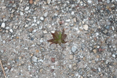 草