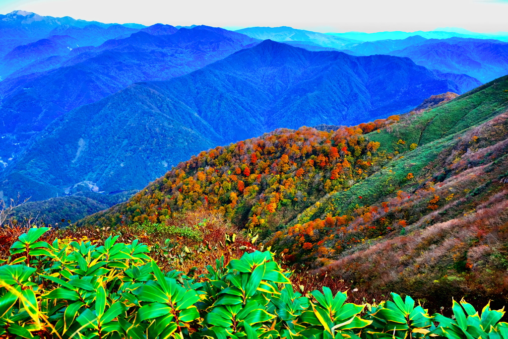 紅々葉