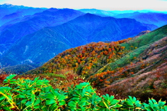 紅々葉
