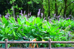 水辺にて