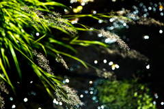 優しく煌めいて・・