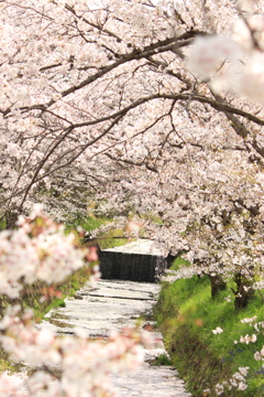 桜の海