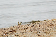 琵琶湖と浜辺と蝶々と