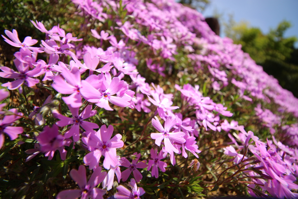 芝桜