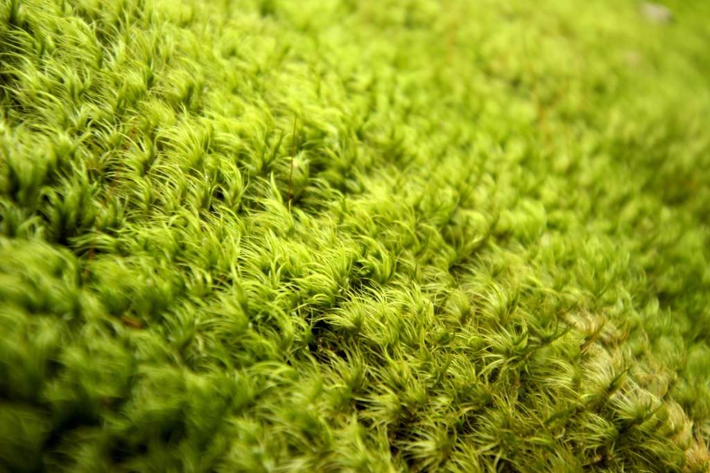 苔の絨毯