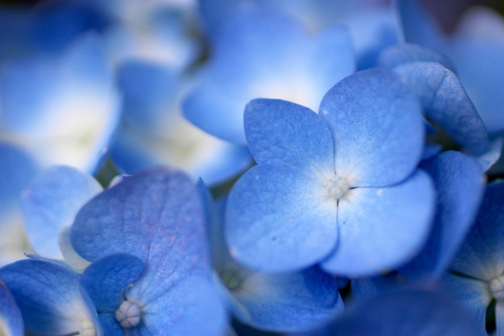 可愛らしい青い花