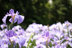 一面の花菖蒲