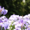 一面の花菖蒲