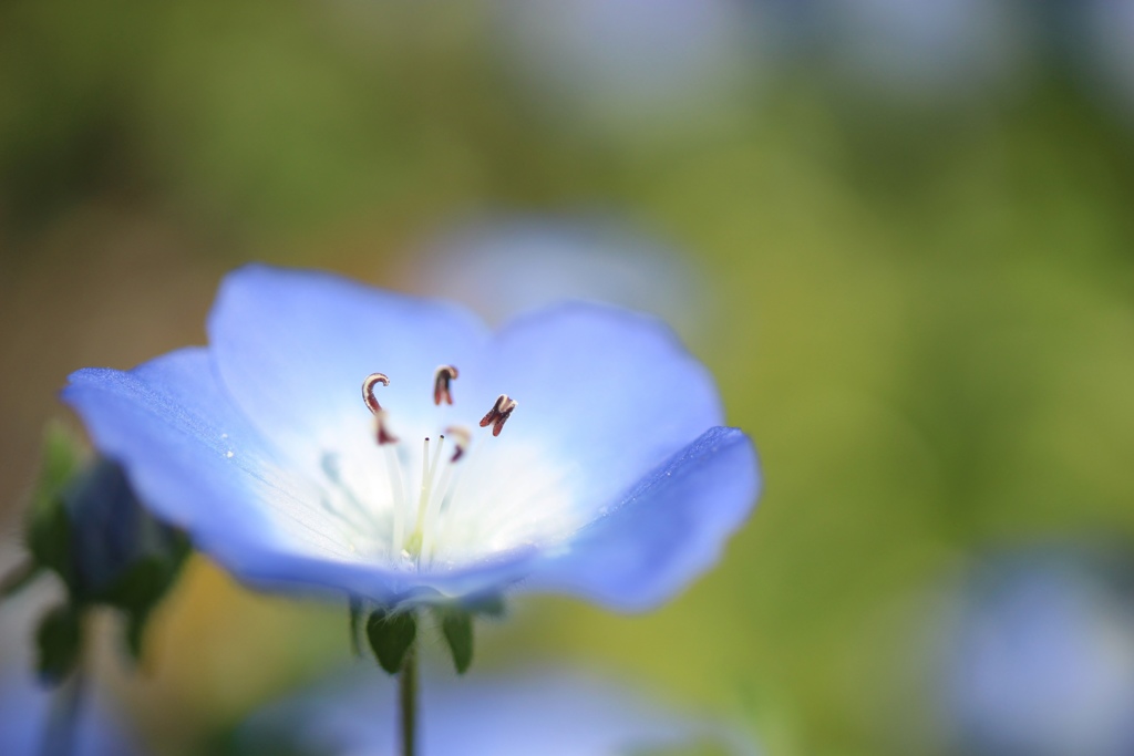 蒼く小さな花