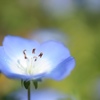 蒼く小さな花