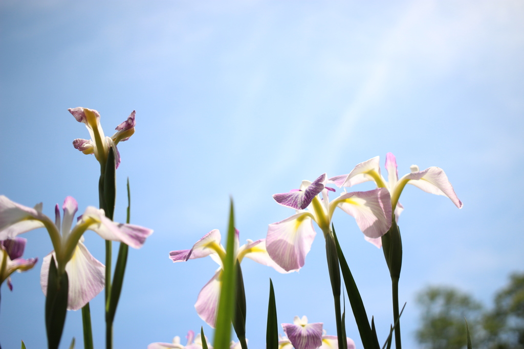 蒼と菖蒲