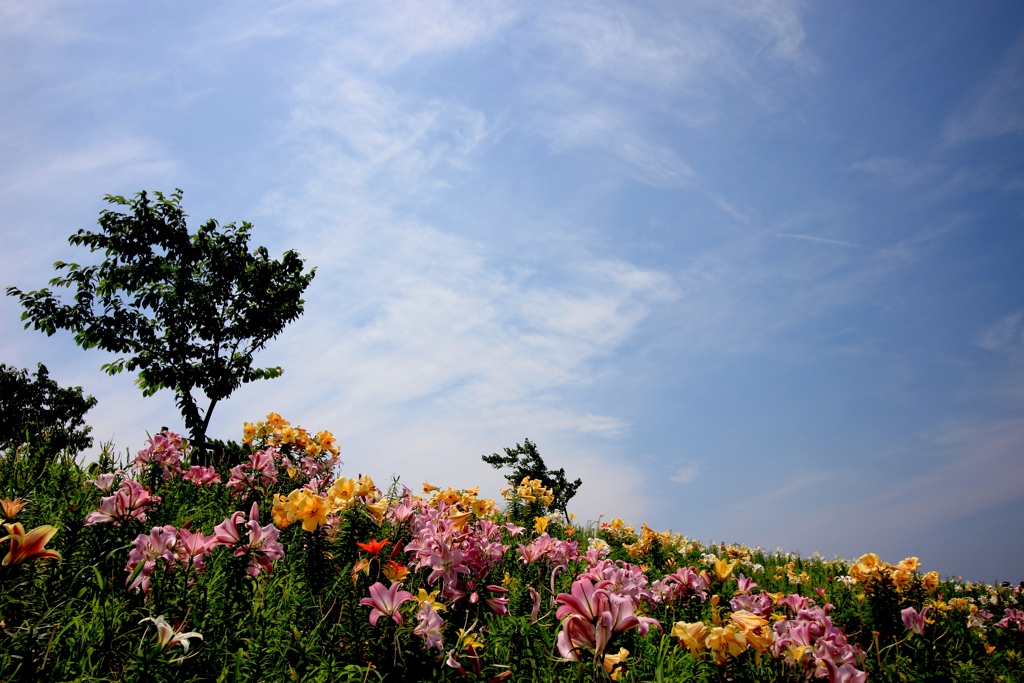 色とりどりのユリと青空