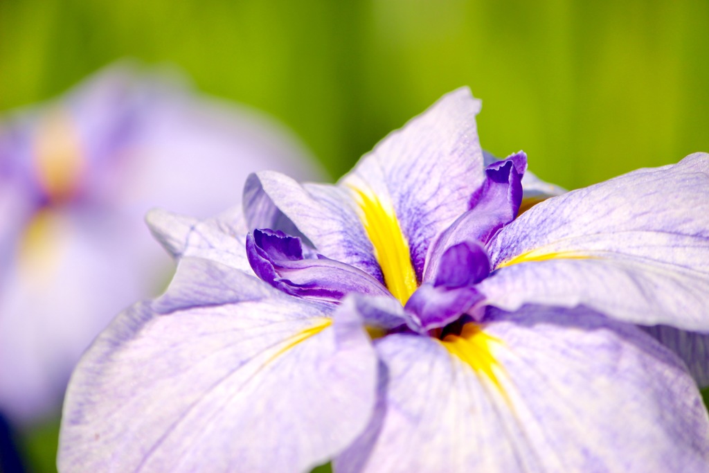 花菖蒲