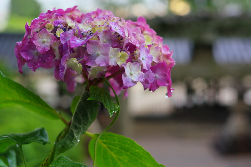 雨上がりの紫陽花③