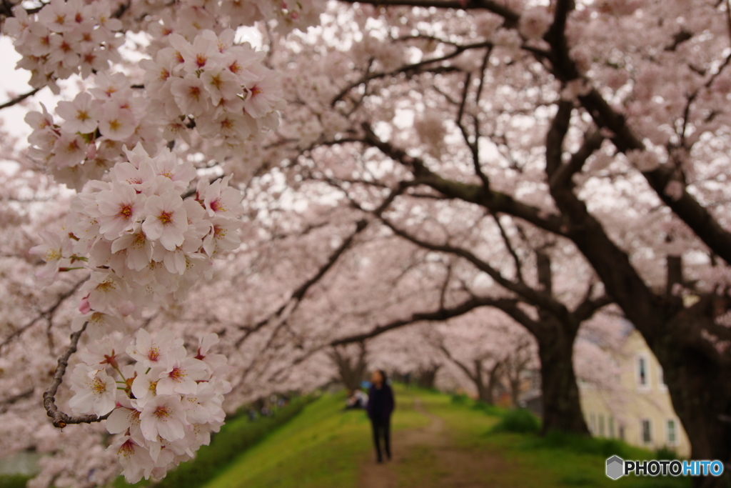 桜のトンネル