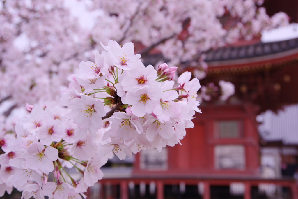 倉敷遍照院_桜-2