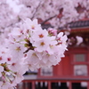 倉敷遍照院_桜-2