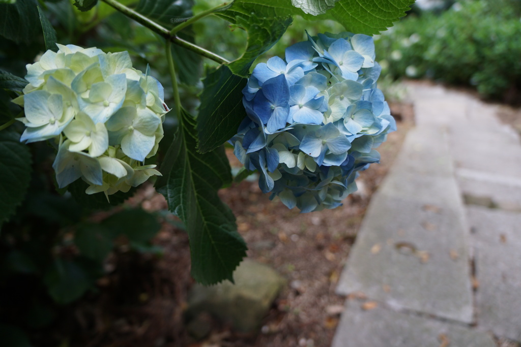 紫陽花