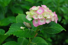 雨上がりの紫陽花⑦