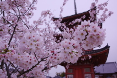 倉敷遍照院_桜-1