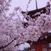 倉敷遍照院_桜-1
