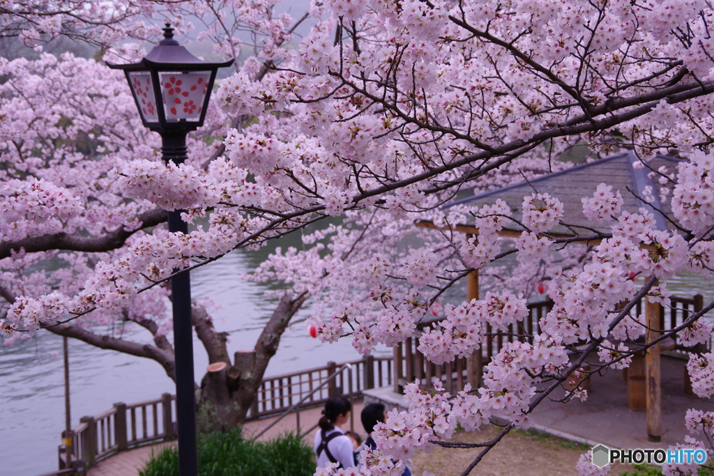 桜祭り2