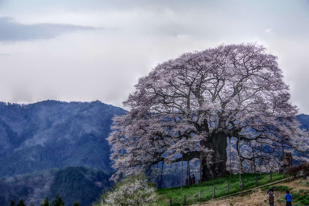 醍醐桜･･･1敗目_1