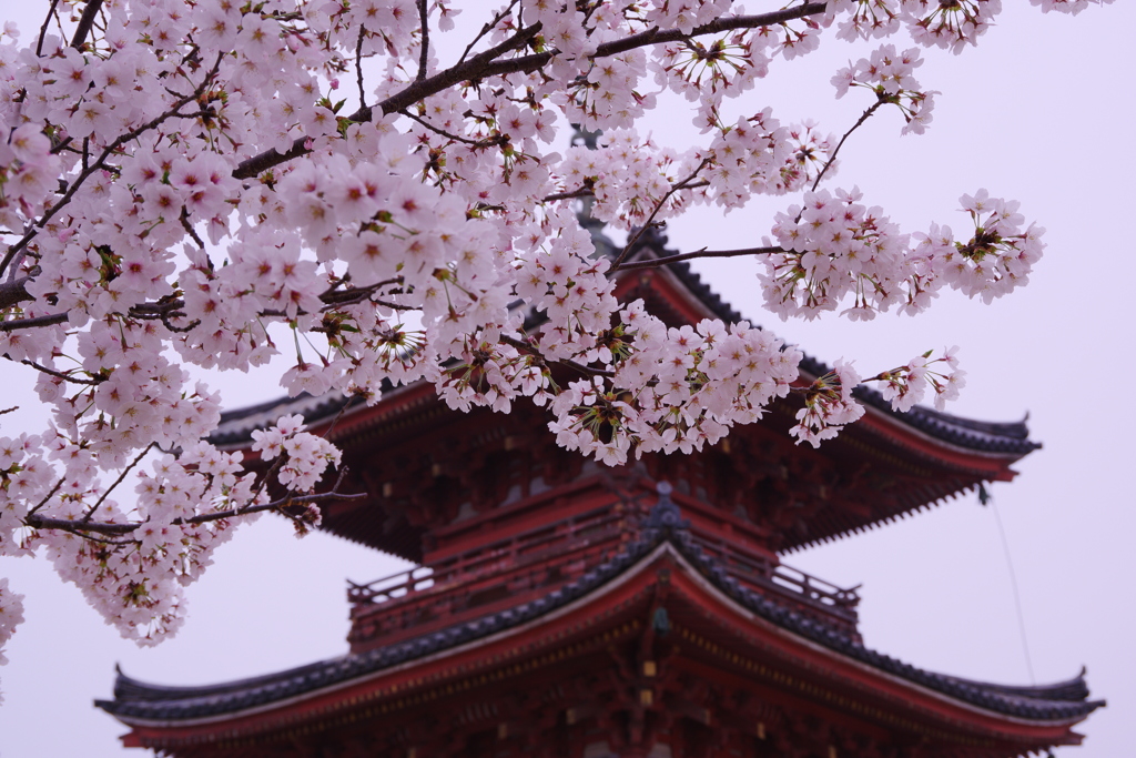 倉敷遍照院_桜-4