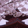 倉敷遍照院_桜-4