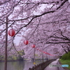 桜祭り1