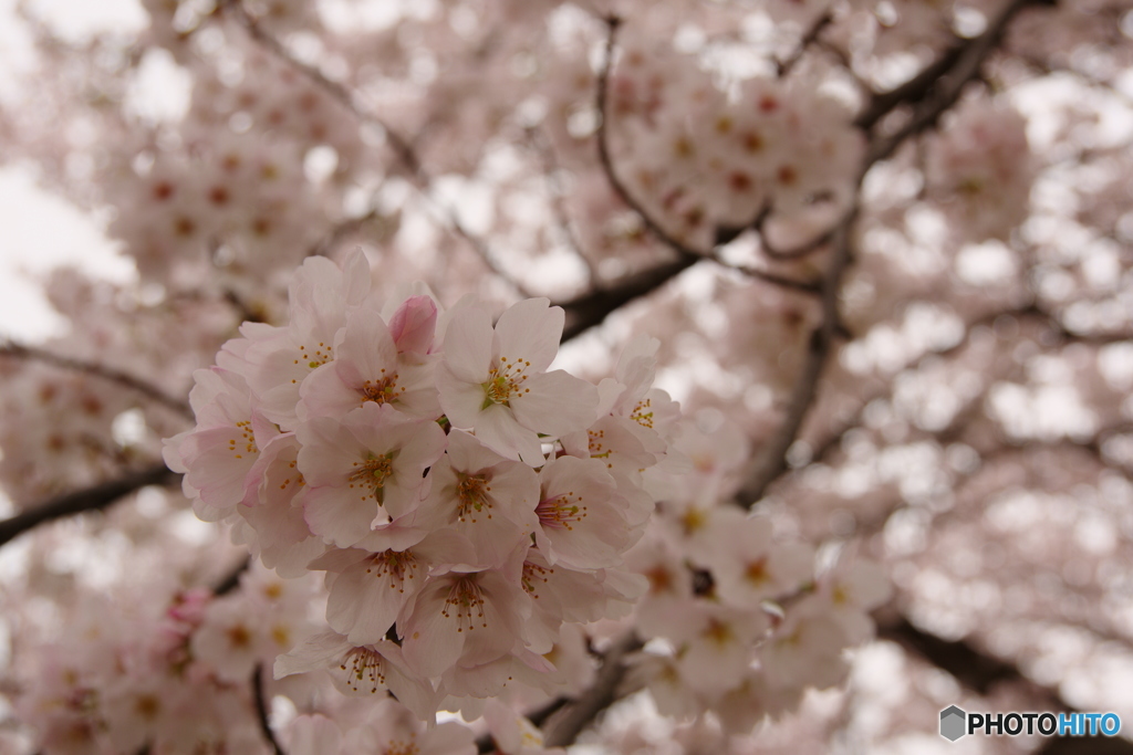 ほんのり桜色1