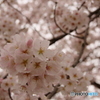 ほんのり桜色1