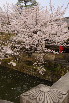 倉敷美観地区_桜