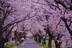 茶屋町　桜並木