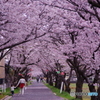 茶屋町　桜並木