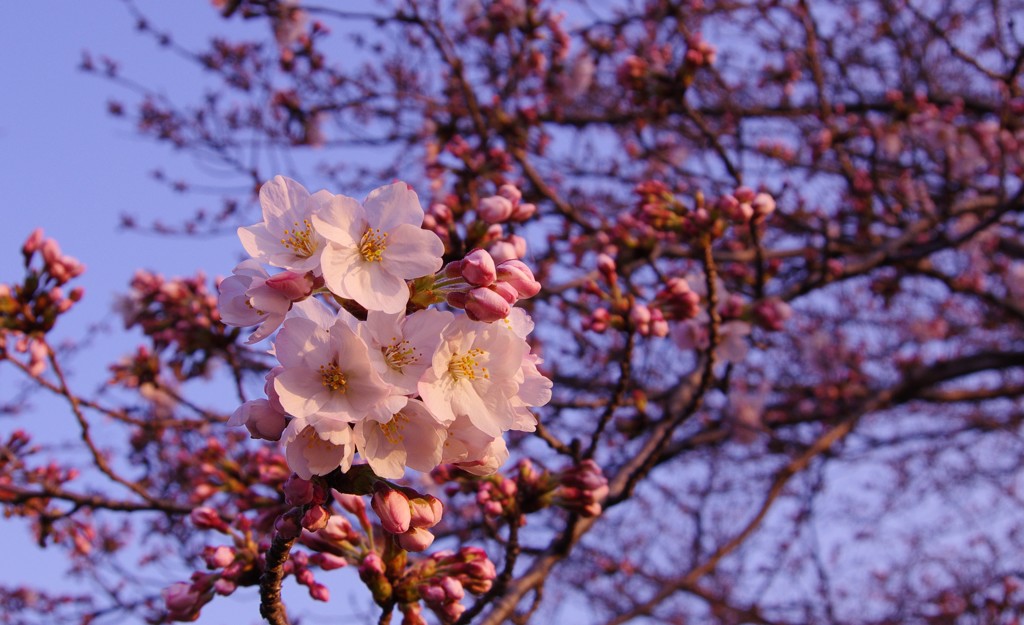 三分咲き