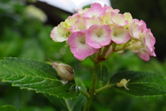 雨上がりの紫陽花⑥