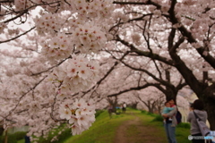 桜祭り3