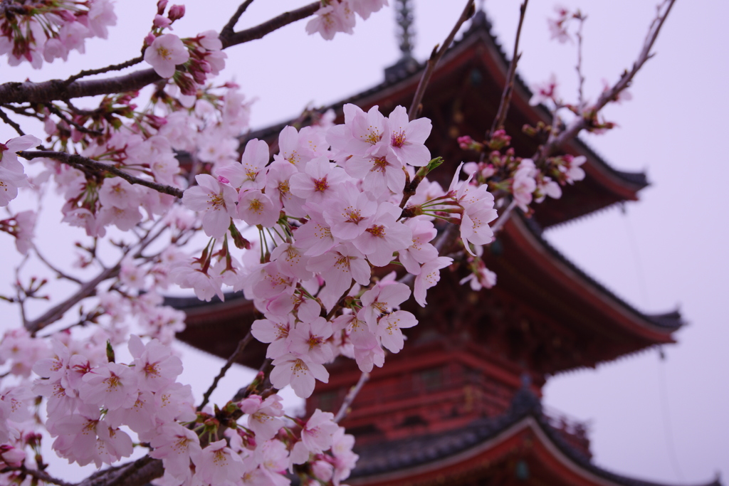 倉敷遍照院_桜-3