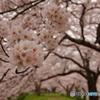 ほんのり桜色2
