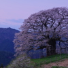 醍醐桜･･･1敗目_2