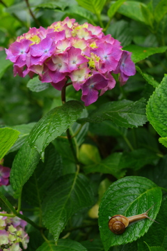 雨上がりの紫陽花⑤