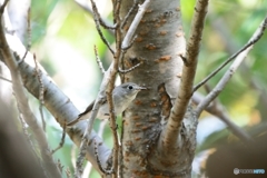 そろそろかなあ？