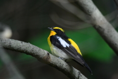 キビタキ（父さん）