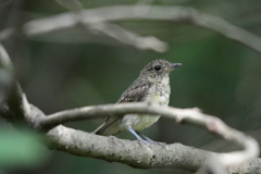 キビタキ（若鳥）