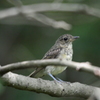 キビタキ（若鳥）